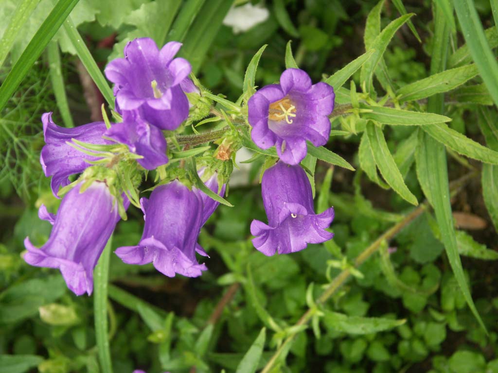  Image name: campanula medium2.jpg 
 width: 1024 pixel 
 height: 768 pixel 
 Size: 96406 bytes 
 Click to enlarge 